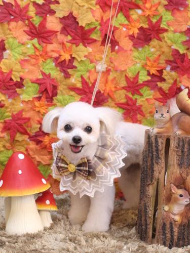 20241108小雪ちゃん